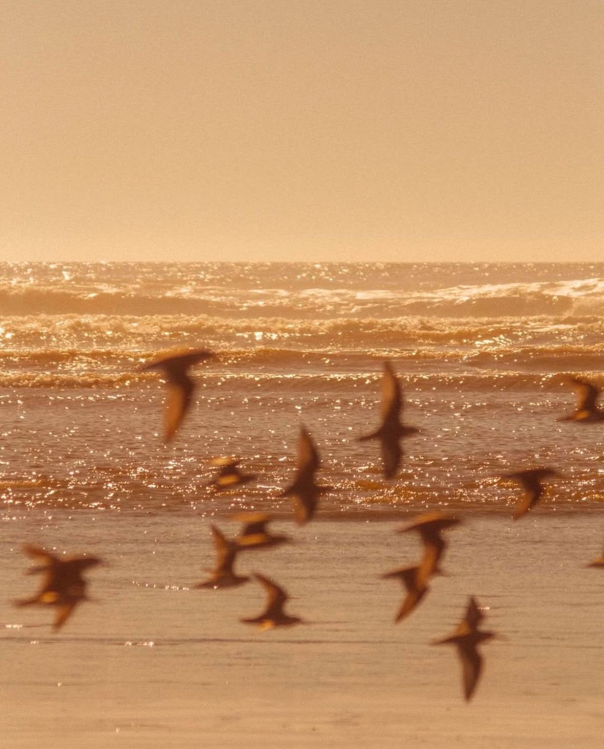 Bando de pássaros voando sobre o mar ao entardecer